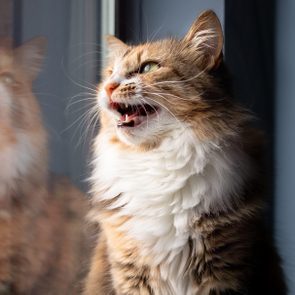 Cat snarling, displaying teeth, sits by a window, its reflection visible on the glass.