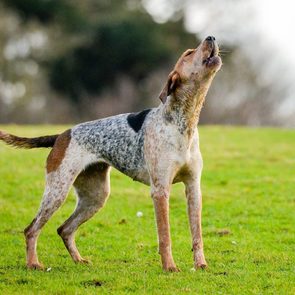 Dog howling on green grass in an open field, with blurred trees in the background.