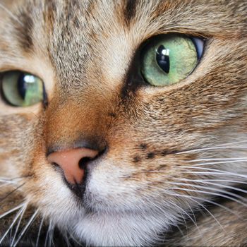 Cat gazes intently, whiskers forward, in a close-up view focusing on its green eyes and detailed fur texture.