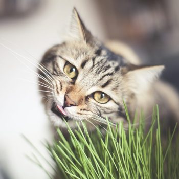 Cat chewing grass blades, indoors with a blurred background.