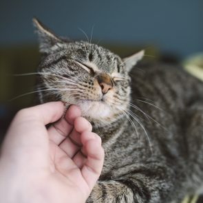 A tabby cat enjoys being scratched under the chin by a hand; it rests on a soft, blurred background.