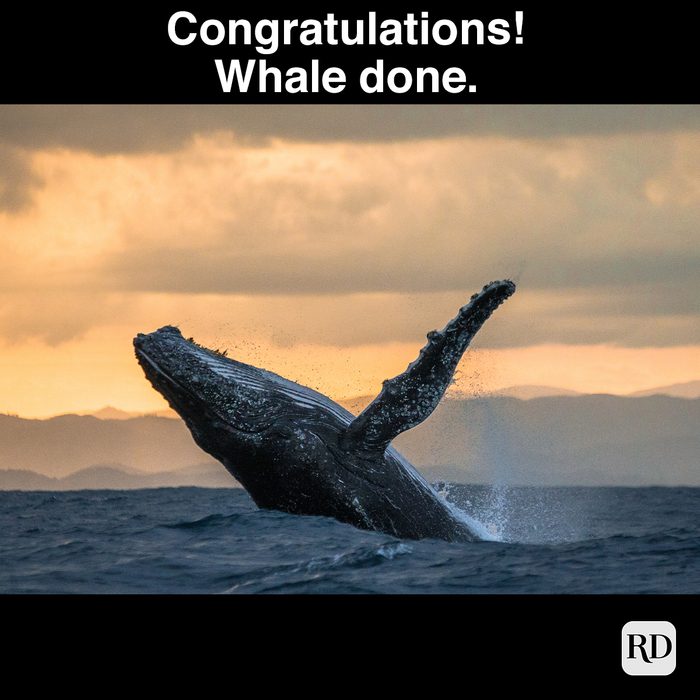 Whale Done 484470538