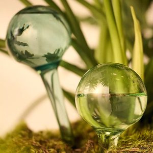Glass watering globes release water slowly, nestled among vibrant green plants and moss, enhancing the earthy indoor garden atmosphere.