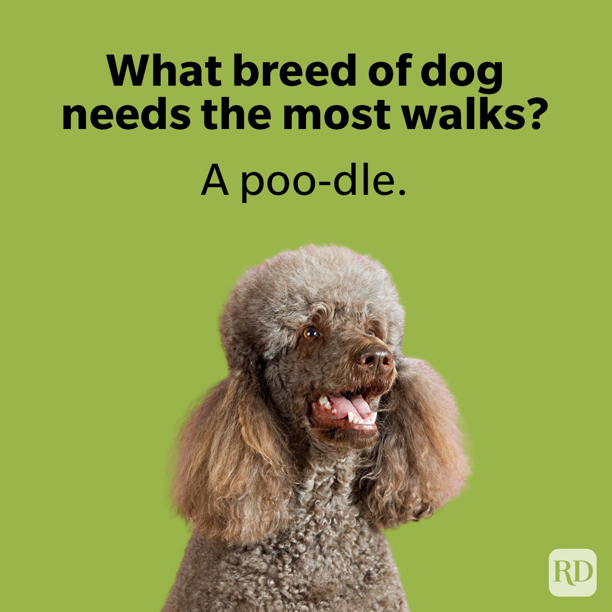 Dad Dog Jokes