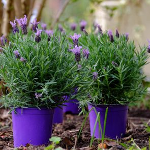 Lavender plants sit in purple pots amidst garden soil, surrounded by greenery and trees, capturing a tranquil outdoor setting.