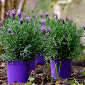 Lavender plants sit in purple pots amidst garden soil, surrounded by greenery and trees, capturing a tranquil outdoor setting.