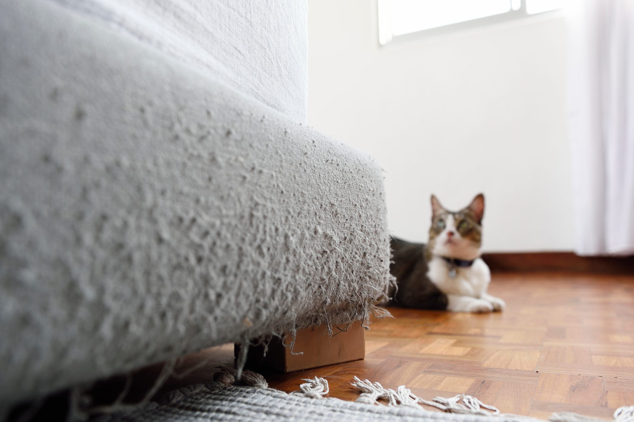 Cat with scratched bed