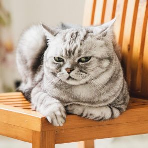 A gray cat lounges calmly on a wooden chair, indoors with blurred curtains in the background.