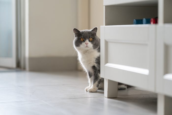 mischievous depressed cat peering out from behind the corner of a piece of furniture
