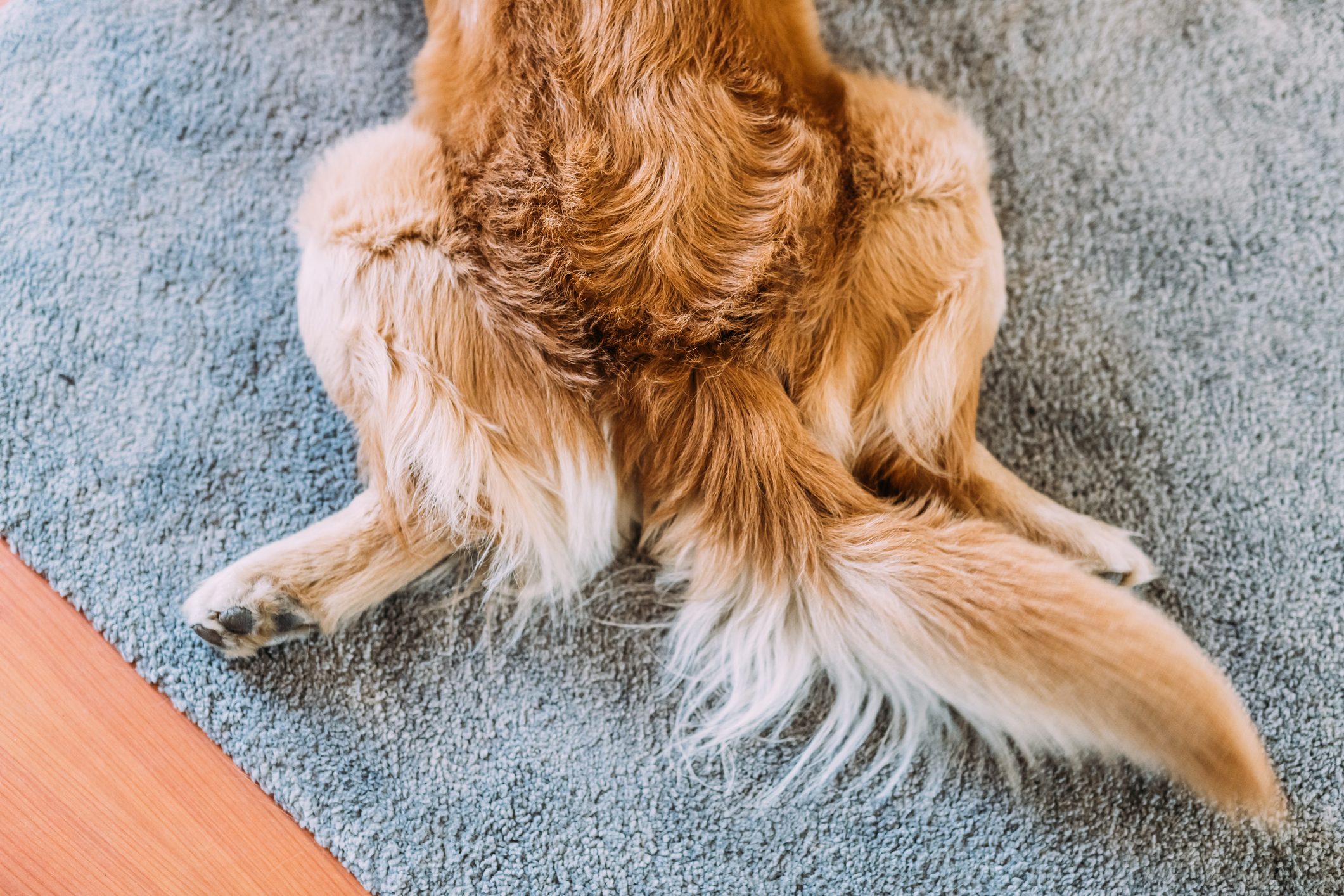 Italy, Low section of dog lying on carpet