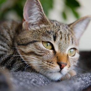 Cat resting on a soft blanket, surrounded by blurred greenery and books, gazing intently to the right.