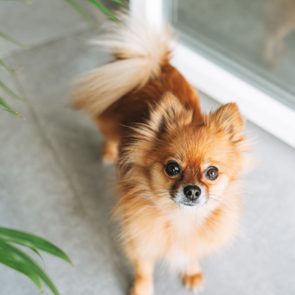 A small, fluffy dog looks upward, standing on a tiled floor near a glass door, with green plants on the side.
