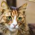Can Cats Cry?