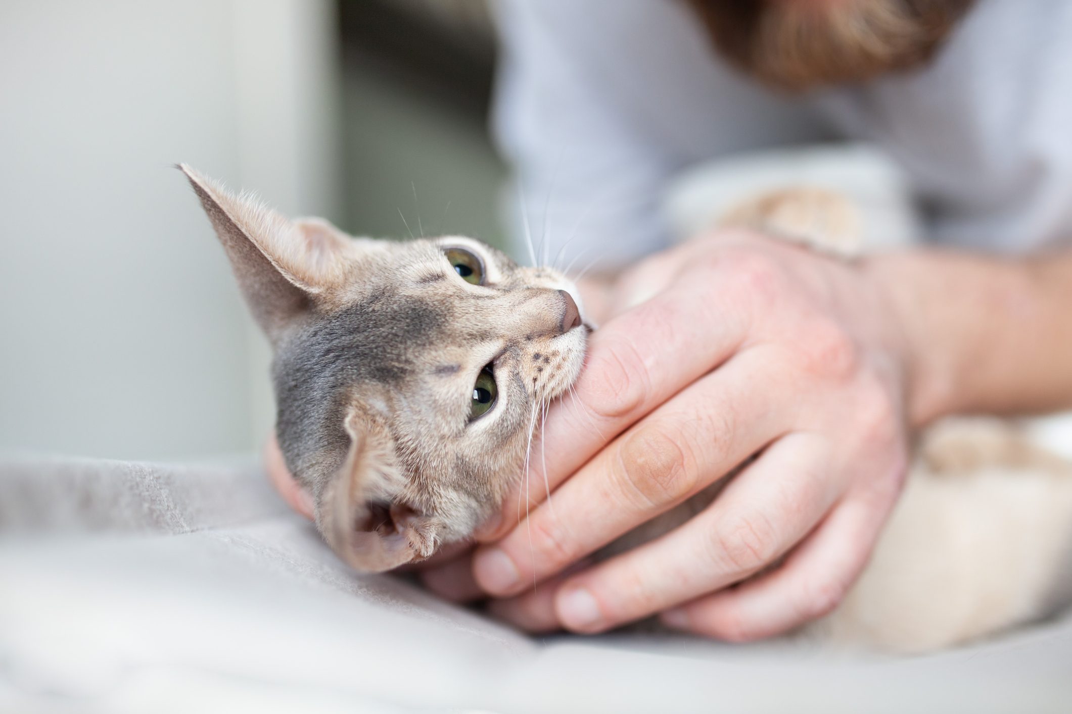 Abyssinian kitten of blue color biting mans finger. Aggressive behavior of pet.