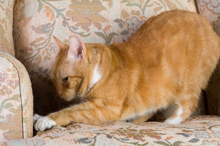 Tabby cat scratching a chair