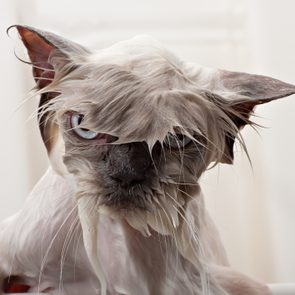 Wet cat staring intently, fur clinging to its head, in a neutral indoor background.