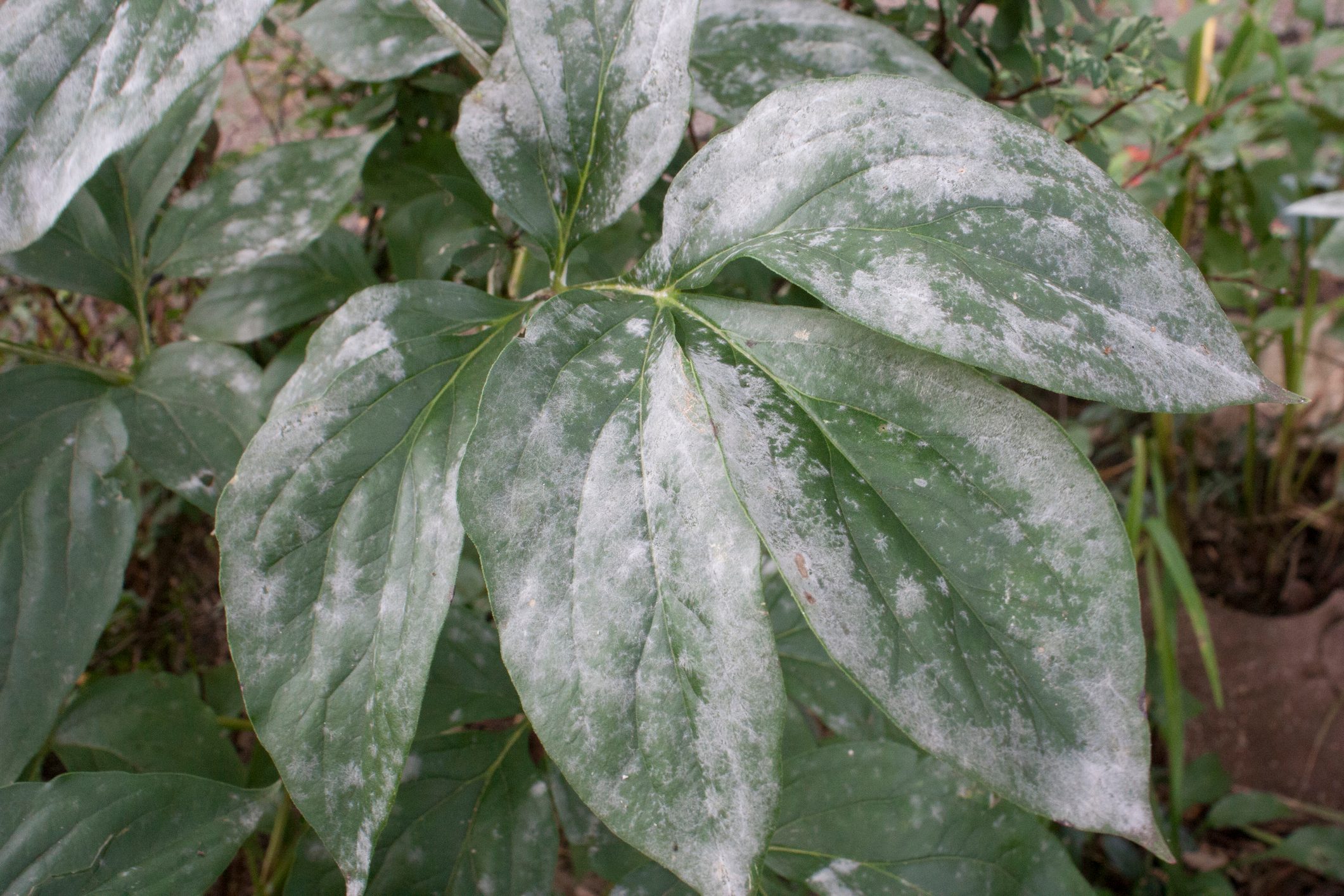 Here’s What It Means If You See Powdery Mildew on Your Plants