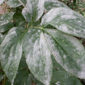 Leaves are covered in white powdery mildew, surrounded by other green foliage in a garden setting.