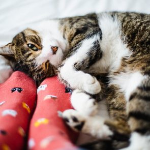 Cat resting on colorful socked feet on a bed.