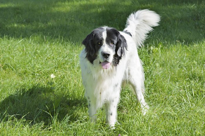 Landseer dog wagging plumed tail