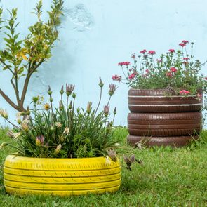 Painted tires serve as planters, containing colorful flowers. They rest on a grassy lawn beside a small tree against a light blue wall.