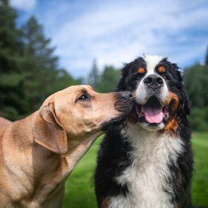 Two dogs interact affectionately, one licking the other, in a lush green park with clear blue skies.