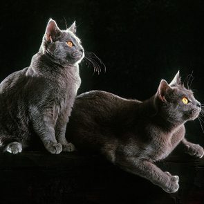 Two gray cats sit and crouch attentively on a dark wooden surface against a black background.