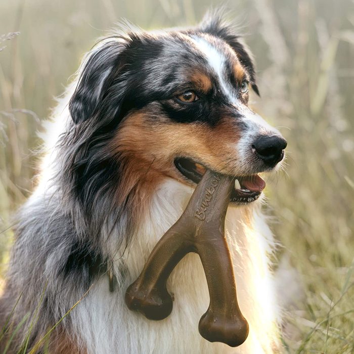 Dog holds a Y-shaped chew toy marked â€œBenebone,â€ sitting in a grassy field.