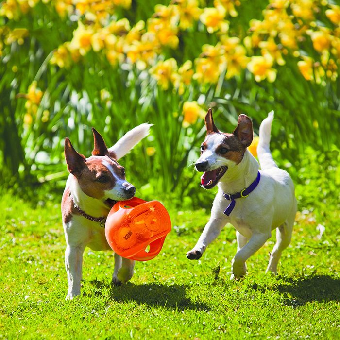 Two dogs play with an orange toy on green grass, with yellow flowers in the background.