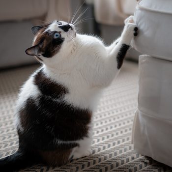 Cat, with black and white fur, scratches a white couch in a softly lit room with a patterned carpet.