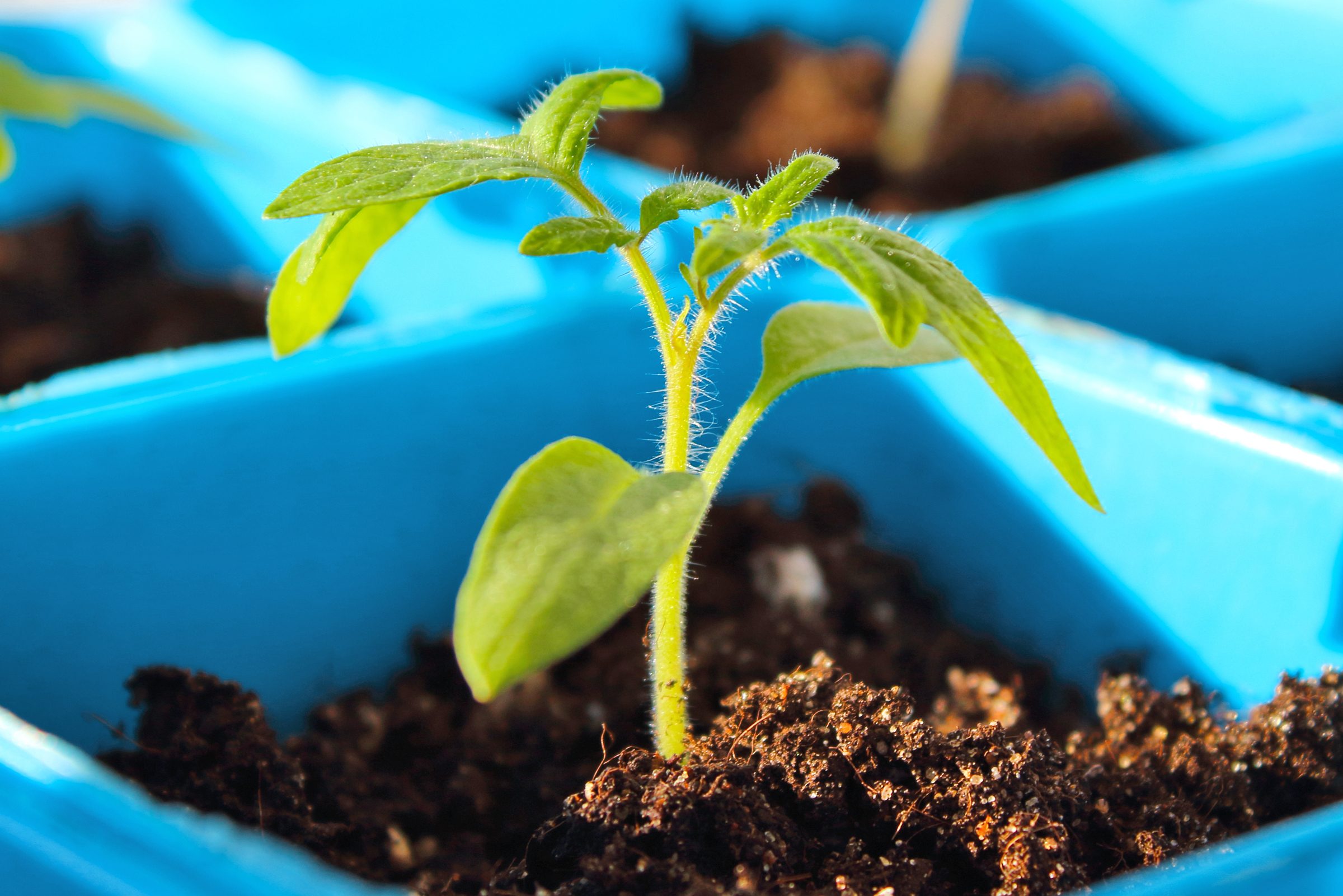 How to Grow Your Own Food: A Beginner’s Guide