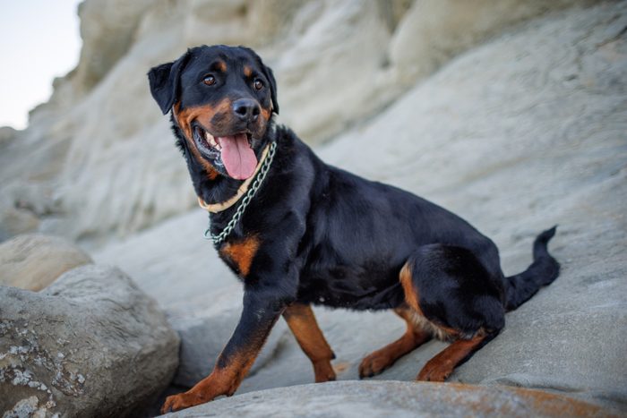 Rottweiler dog sits on the beach against the backdrop of the sea