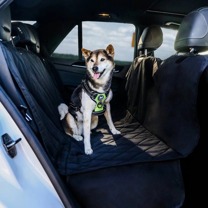 Dog wearing a harness sits on black seat cover inside a car, with sunlight streaming through the window.