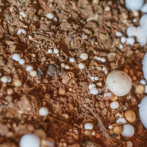Mushrooms grow on earthy surface, surrounded by small pebbles and soil, creating a natural and organic setting.