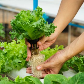 Hands holding a hydroponic lettuce plant, showing roots, in a greenhouse environment with other leafy greens in the background.
