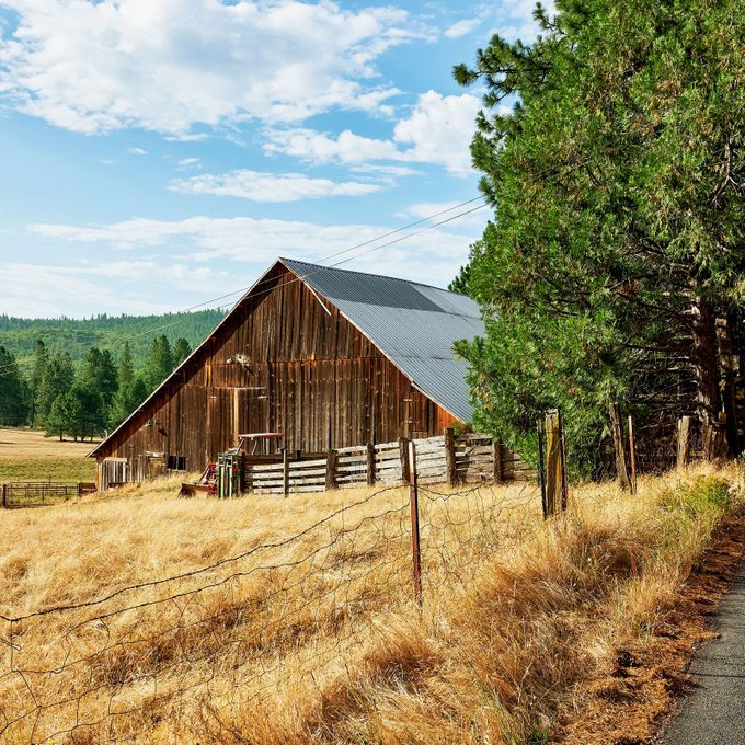 Barn stands quietly among dry grass, beside tall green pine trees, under blue sky with scattered clouds, creating a rustic countryside scene.