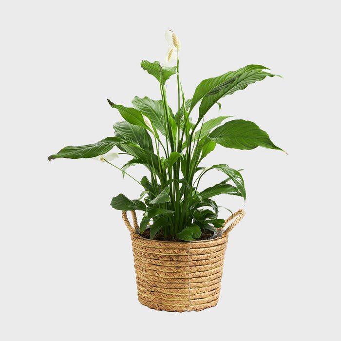 Green potted plant stands upright in a woven basket, set against a plain background.