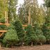 Real Christmas Tree Prices Are Going Up This Yearâ€”Here's How to Save Money on Yours