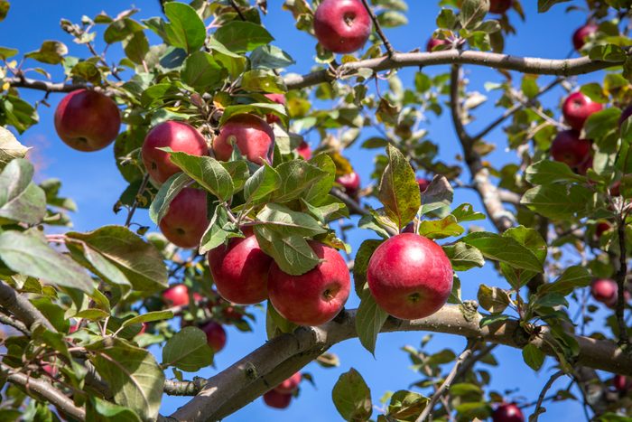 Apples at an orchard in Quechee, Vermont in the fall.