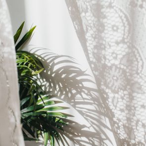 Plant casting shadow on lace curtain in bright sunlight, creating intricate patterns on a white wall.