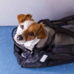 Dog sits in an open black bag, looking up with curiosity, on a speckled blue floor.