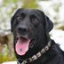 If You See a Black Spot on Your Dog's Tongue, This Is What It Means