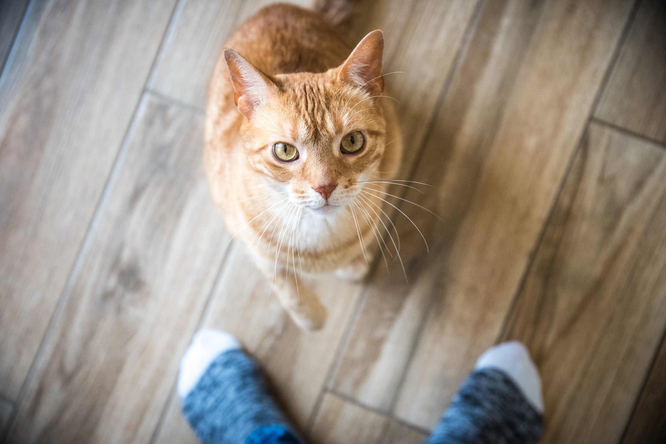 Do Cats Know Their Names? Here’s What the Experts Say