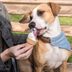 Can Dogs Eat Ice Cream? Here's What the Experts Say
