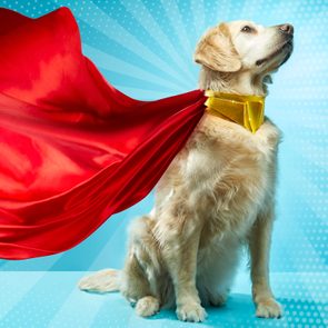 Dog wears a flowing red cape, standing proudly against a blue backdrop with radiating light patterns.