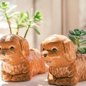 Ceramic dog planters hold succulents on a sunlit windowsill, creating a playful and natural indoor scene.
