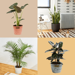 Four potted plants appear in different settings: on a beige background, in a room near a radiator, on hardwood, and against a plain background.