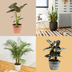 15 Tall Indoor Plants to Add to Your Home