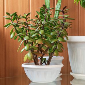 Potted jade plant sits on a glass surface, surrounded by wooden paneling and other white planters.