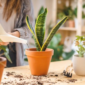 Plant receives water from a white watering can on a wooden table, surrounded by soil and gardening tools indoors.